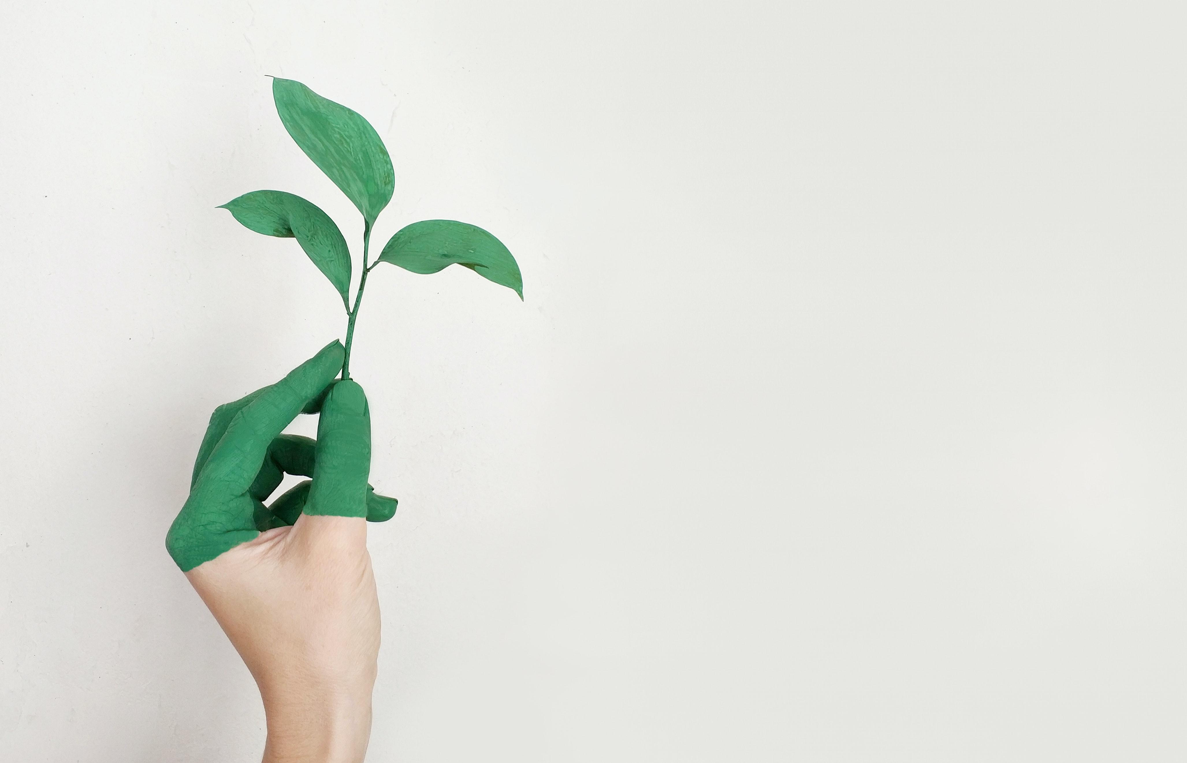 person-s-left-hand-holding-green-leaf-plant-886521.jpg